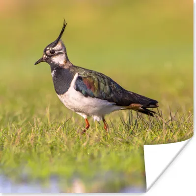 Produktbild von MuchoWow® Poster Vogel - Gras - Natur - Tiere - Kiebitz 100x100 cm - Babyzimmer