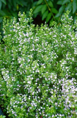 Produktbild von Calamintha nepeta 'Weißer Riese', Bergminze, weiß, ca. 9x9 cm Topf