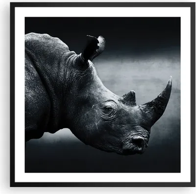 Produktbild von Gerahmtes Poster - Schwarzer Rahmen - Nashorn Schwarzweiß Porträt - 60x60 cm - Wand Bild - Wanddeko - Wandbilder - Wandposter - Bilderrahmen - Bilder - Kunstdruck - Wandbild - P2BAC60x60-4347