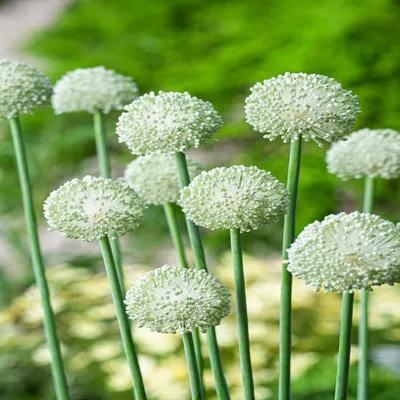 Zdjęcie produktu dla Allium Czosnek Ozdobny Ping Pong 5 szt. Cebulki Kwiatowe Czosnki Ozdobne
