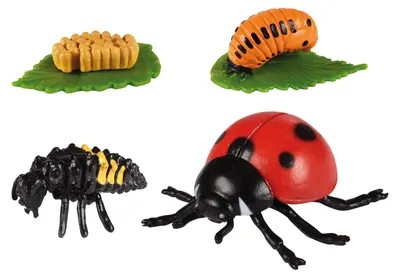 Immagine prodotto di EDUPLAY 120767 Cicli di vita delle coccinelle