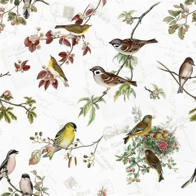 Produktbild von 20 Servietten Bird Family - Heimische Vogelarten 33x33cm