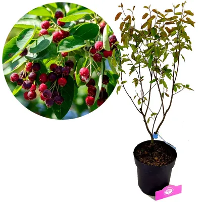Obrázek produktu pro Amelanchier lamarckii, rybíz, vícekmenný, 3litrový květináč