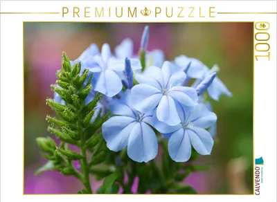 Produktbild von CALVENDO Puzzle Bleiwurz, Plumbago | 1000 Teile Lege-Größe 64x48cm Foto-Puzzle für glückliche Stunden