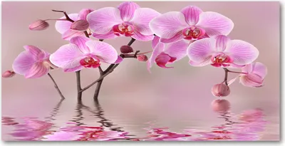 Produktbild von Tulup® Glas-Bild - 100x50 -Wandkunst - Wandbild hinter gehärtetem Sicherheitsglas  - Blumen & Pflanzen - Rosa Orchidee - Rosa