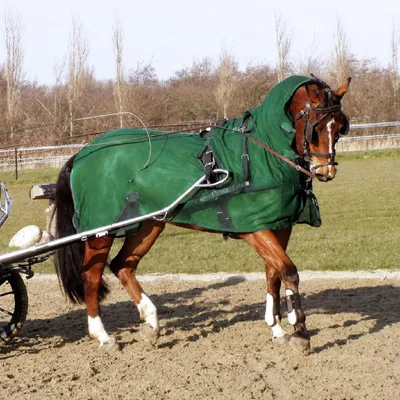 Produktbild von Fahrfliegendecke mit Halsteil Farbe - Grün Größe (Pferdedecke) - 165 cm