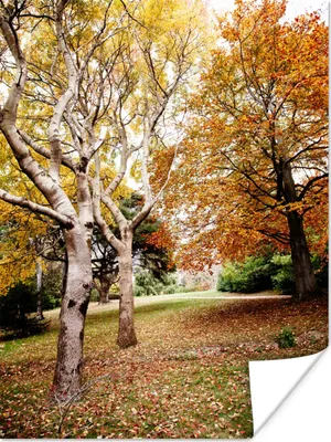 Produktbild von MuchoWow® Poster Herbst - Bäume - Laub - Natur 120x160 cm - Wandbilder