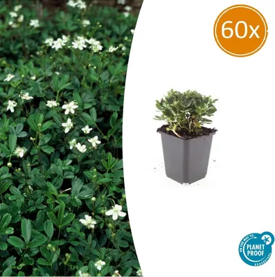 Image de Couvre-sol - Potentilla tridentata 'Nuuk' - pot de 9cm - Set de 60 plantes