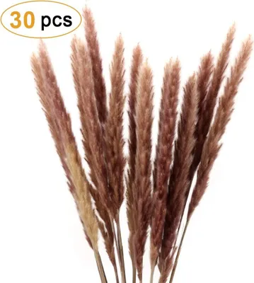 Produktbild von Pampasgras, Natürliche Pampasgras Getrocknet Pampas Gras Phragmites Trockenblumen Blumenstrauß Deko für Hause