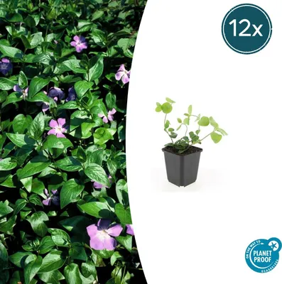 Produktbild von Bodendecker – Großblättrige Zierrose – Vinca major – 9-cm-Topf – 12er-Set