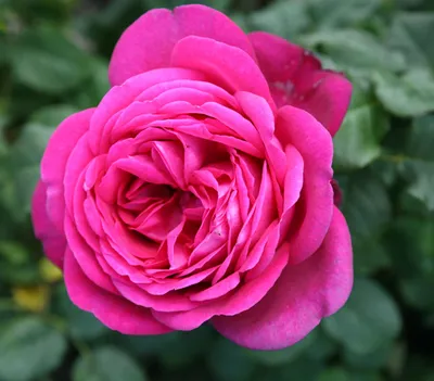 Produktbild von Dehner Edelrose J.W.v. Goethe Rose®, Züchter Tantau, großblütige gefüllte pinke Blüten, duftend, 20-30 cm, Topfware