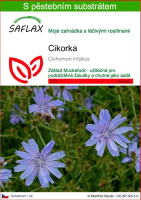 Obrázek produktu pro SAFLAX - cikorka - Cichorium intybus - 250 Semena - S pěstebním substrátem bez klíčků