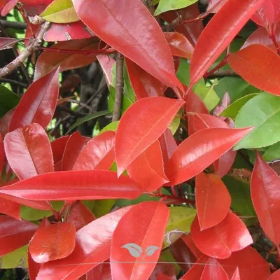 Produktbild von Glanzmispel Photinia Red Robin 100-125 cm, 25x Heckenpflanze