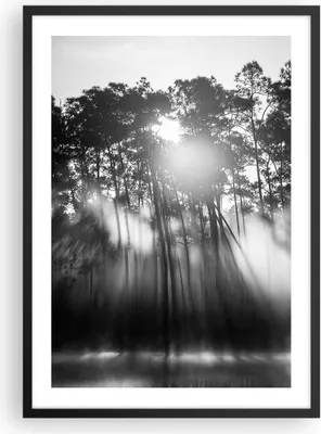 Produktbild von Gerahmtes Poster - Schwarzer Rahmen - Wald Kiefer Sonne - 50x70 cm - Wand Bild - Wanddeko - Wandbilder - Kunstposter - Wandposter - Bilderrahmen - Bilder - Kunstdruck - P2BPA50x70-4829