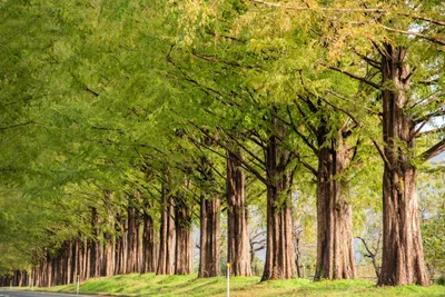 Produktbild von 50x Urweltmammutbaum Samen – Metasequoia glyptostroboides