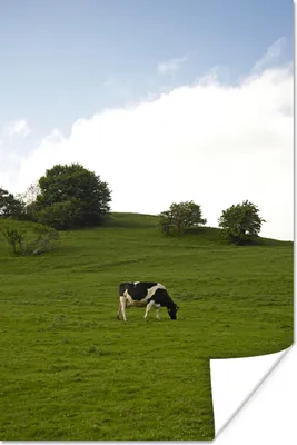 Produktbild von MuchoWow® Poster Kuh - Tier - Landschaft 80x120 cm - Papierdruck