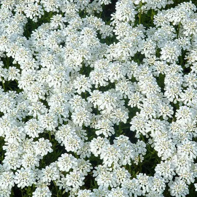 Image de 6 x Iberis sempervirens « Weisser Zwerg »  | Pot 9 cm x 9 cm