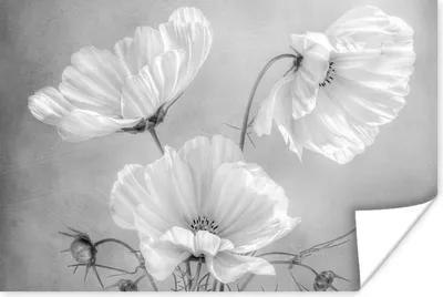 Produktbild von MuchoWow® Poster Stilleben - Blumen - Schwarz und weiß - Mohn - Botanisch 60x40 cm - Schlafzimmerdekoration