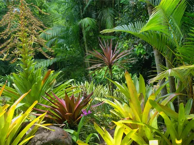 Image de Sanders & Sanders papier peint panoramique jungle vert 375 x 270 cm