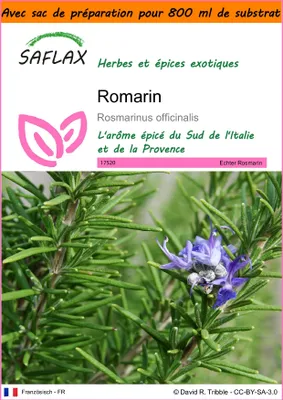 Image de SAFLAX Garden in the bag - Romarin - 100 graines - Rosmarinus