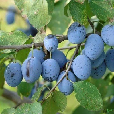 Produktbild von Hauszwetsche Pflaume Pflaumen Pflaumenbaum kleinbleibend Bauernpflaume
