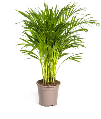 Produktbild von Goldfruchtpalme Ø19cm - ↕80 - 100cm