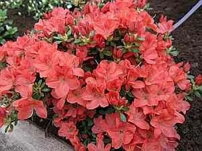 Produktbild von Rhododendron obtusum Bine - Japanische Azalee Bine 25 - 30 cm