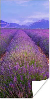 Produktbild von MuchoWow® Poster Reihen von Lavendel vor Bergen 60x120 cm - Wandschmuck