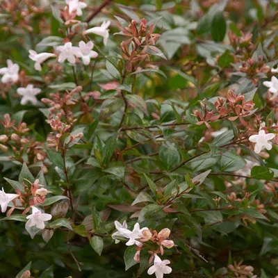 Immagine prodotto di 2 piante di Abelia grandiflora - varietà 'Confetti' | Altezza: 25-30 cm, in vaso