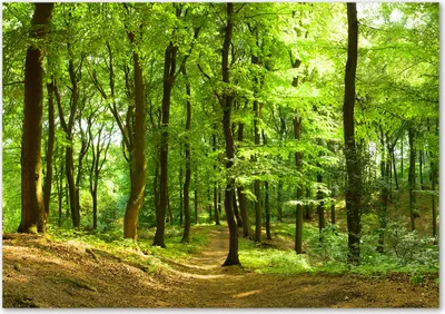 Produktbild von Tulup® Glas-Bild - 100 x 70 - Wandbild aus Glas - Wandkunst - Wandbild hinter gehärtetem Sicherheitsglas - Landschaften - Waldweg - Grün