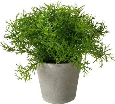 Produktbild von Künstliche Pflanze im Zementtopf, 17 cm, FERN