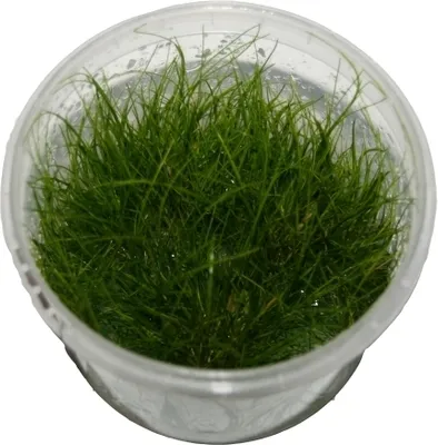 Produktbild von 1 Dose Elocharis acricularis invitro, Nadelsimse, Wasserpflanzen steril angezogen