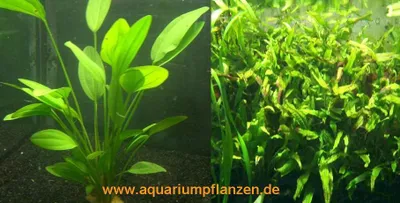 Produktbild von 1 Topf Echinodorus + Topf Javafarn, Wasserpflanzen