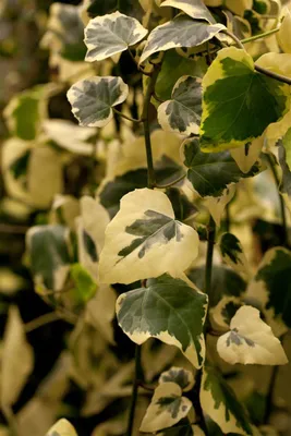 Produktbild von Hedera colchica 'Dentata Variegata', Efeu, buntlaubig, 60–100 cm