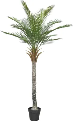 Produktbild von artplants.de Deko Phönixpalme ZOLTER, crossdoor, 180cm - Künstliche Dattelpalme