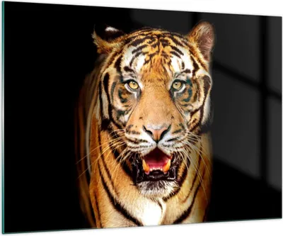 Produktbild von Bilder auf glas - tiger tier - 100x70cm - Glasbilder - Wandbilder - Bilder - Kunstdruck - zum Aufhängen bereit - Wanddekoration aus Glas - Glas Bilder - Wandbild auf Glas - Einteilig - GAA100x70-4103
