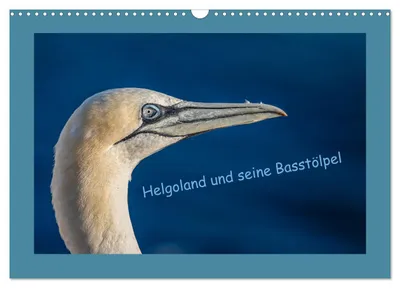 Produktbild von Helgoland und seine Basstölpel (Wandkalender 2027 DIN A3 quer), CALVENDO Monatskalender