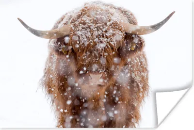 Produktbild von MuchoWow® Poster Schottisches Hochlandrind - Hörner - Schnee 180x120 cm - Fotoplakat