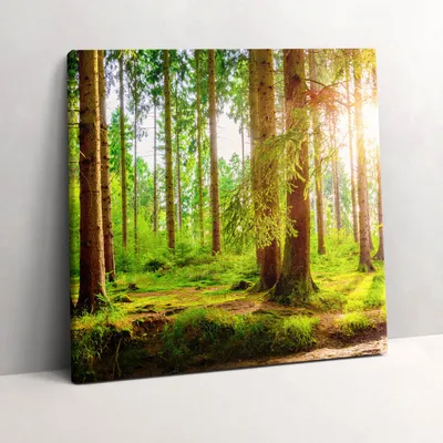 Produktbild von Forest in the sun – Leinwandbild Wandbild – 60x60 cm – Leinwandbilder – Wandbilder – Schlafzimmer – Flur