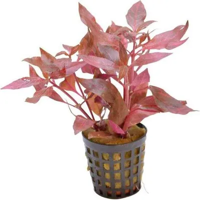 Productafbeelding van Aquafleur Alternanthera Cardinalis Variegata | In 5 cm pot