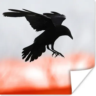 Produktbild von MuchoWow® Poster Vogel - Krähe - Rot 75x75 cm - Wand Dekoration
