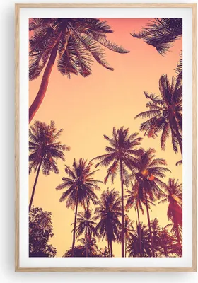 Produktbild von Gerahmtes Poster - Rahmen in heller Eiche - Palmen Himmel Sonne - 61x91,5 cm - Wand Bild - Wanddeko - Wandbilder - Wandposter - Bilderrahmen - Bilder - Kunstdruck - Wandbild - P2NPA61x91-4220