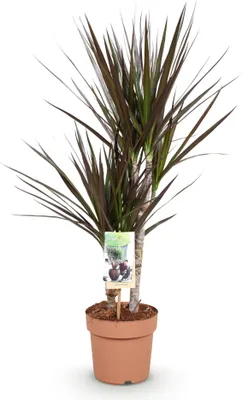 Immagine prodotto di Dracaena Magenta - Albero del sangue di drago - 17cm - Altezza 70-80cm - Pianta
