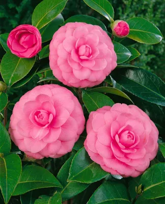 Produktbild von Camellia japonica 'Mrs Tingley', Kamelie, hellrosa, 40–60 cm