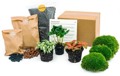 Produktbild von Grüne Flasche – Komplettset für den Garten aus Flaschen – ohne Glas – 3 Pflanzen (Kaffeepflanze + 2x Fittonia)
