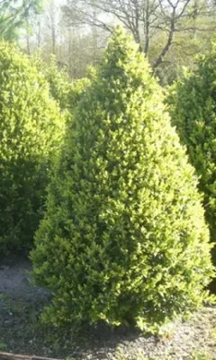 Produktbild von Hoher Buchsbaum - Buxus sempervirens arborescens - 15-20cm