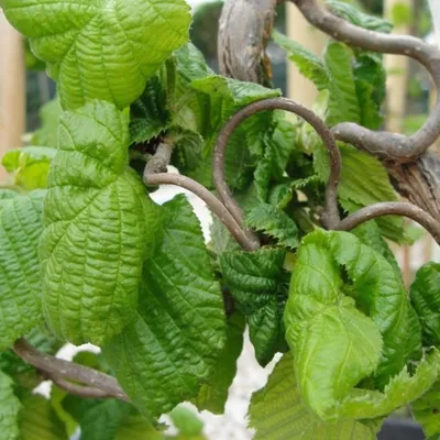 Immagine prodotto di Nocciolo - Corylus avellana 'Contorta' | 40-60 cm in vaso