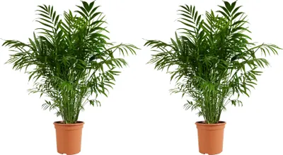 Produktbild von Bloomique - 2er Set - Chamaedorea Elegans - Bergpalme - Zimmerpflanzen - Pflegeleicht - Haustierfreundlich - Höhe 80-100 cm - Topf 20 cm