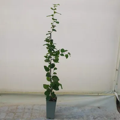 Produktbild von Quitte Leskovac, 0.3 m hoch, 2L Topf, apfelförmige Früchte, Strauch, 3-5 m Wuchshöhe