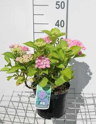 Image de Hydrangea macr. 'Bodensee' - Hortensias en conteneur 25- 30 cm